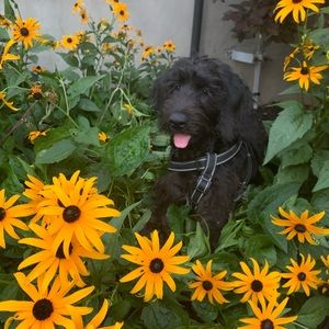 Meet your Posher, Audrey